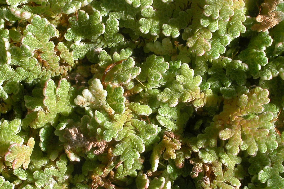 Azolla Filiculoides, Azolla Fern